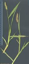 Image result for Setaria viridis