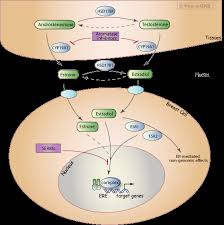 Image result for Tissue-selective Estrogen Complex