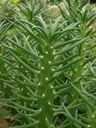 Los cactus han ganado un gran protagonismo en las últimas tendencias y ya son trending topic a nivel mundial. Opuntia Cilindrica Google Search Tipos De Plantas Suculentas Cactus Plantas Suculentas