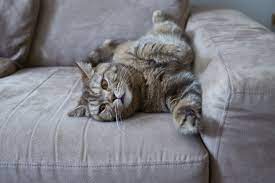 Markieren erkennt man daran, dass die katze es in einer aufrechten position tut. Katze Pinkelt Auf Die Couch Tipps Der Katzenexpertin