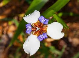 Walking or apostle iris botanical name: Neomarica Northiana Walking Iris Plants For Sale Buy Online Aus