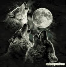 It also strays into a case of not doing the research because one, wolves howl to if the howler is a werewolf, this usually occurs right after they transform. Wolf Howling At Moon Gifs Tenor