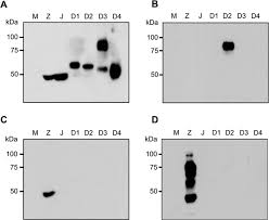 Find many great new & used options and get the best deals for kichler 49569wzc one light outdoor wall mount at the best online prices at ebay! High Correlation Between Zika Virus Ns1 Antibodies And Neutralizing Antibodies In Selected Serum Samples From Normal Healthy Thais Scientific Reports