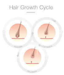 A short presentation from salonstudies looking at the 3 growth stages of hair. The Three Stages Of The Hair Cycle Kerahealth