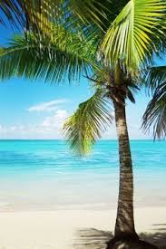 We did not find results for: 16 Palm Trees Beach Ideas Beach Beautiful Places Palm Trees