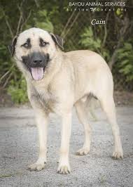 Adopt Texas Dallas Needs Foster Rider On Petfinder Livestock Guardian Dog Anatolian Shepherd Dog Anatolian Shepherd