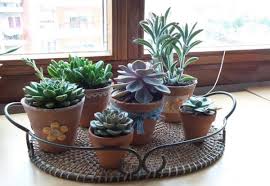 Como bien sabrás, los cactus no son complicados de cuidar, pues necesitan muy poca agua para sobrevivir. Como Regar Las Plantas Suculentas