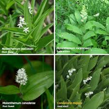 June birthday flowers are roses : Our Native Lilies Of The Valley Illinois Native Plant Society