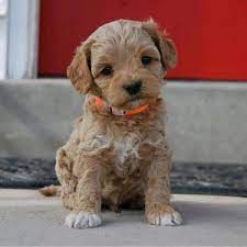 Find local labradoodle puppies for sale and dogs for adoption near you. Labradoodle Breeders In Kansas Top Picks 2021 We Love Doodles