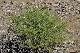 Image result for Fagonia