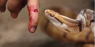 Tapi tahukah anda warna najis bayi membawa maksud tertentu? Dipatuk Ular Berbisa Apa Langkah Yang Perlu Anda Lakukan