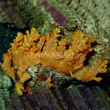 Image result for Scleria polyrrhiza