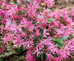 Browse our list of australian native plants this guide offers you a common list of australian native plants, sorted alphabetically by the latin browse through our lists of native trees, shrubs, flowering plants and orchids to find the ideal plants. 5 Flowering Hedge Plants For Australian Gardens Australian House And Garden