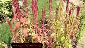 Image result for Amaranthus hybridus