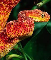 This species of snake has proven to be far more toxic than. Atheris Bush Viper Beautiful Snakes African Bush Viper Colorful Animals