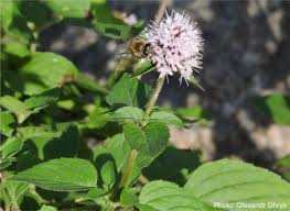Image result for Mentha aquatica
