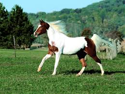صور حصان جميل باللون الأبيض والأسود خيول أصيلة ميكساتك