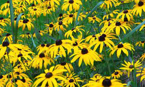 Black Eyed Susan How To Care For Rudbeckia Hirta Black Eyed Susan Hardy Perennials Plants