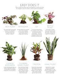 Pin By Leann Kruger On Indoor Plants Plants Low Light Plants House Plants