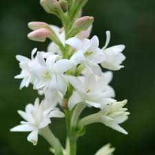 Live Green Tuberose Rajnigandha Polianthes Aromatic Flower Double Petals Flowers Good Germination Bulbs 40 Bulb Amazon In Garden Outdoors