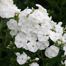Magnificent White Trusses Phlox Flowers Phlox Perennial Night Blooming Flowers