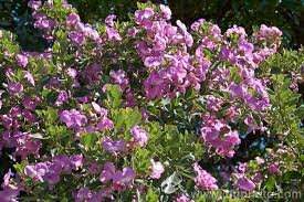 Image result for Podalyria