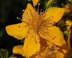 Image result for Hypericum roeperianum