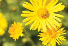Identify yellow rocket via its pictures, habitat, height, flowers and leaves. 33 Types Of Yellow Flowers Proflowers Blog