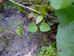 Image result for Amphicarpaea africana