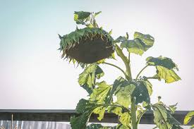 Even though the leaves on most fern fronds dry up during the winter, turn yellow and then brown, you may want to leave the fern fronds in ferns grown in containers outdoors may survive the winter in very cold climates if you bring them indoors. 8 Ways To Prepare Your Garden For Winter The Prairie Homestead