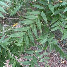 Image result for Sapindus saponaria