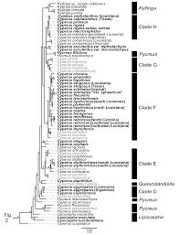Image result for Pycreus macrostachyus