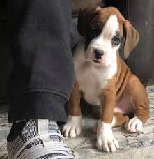 Brindle And Fawn Boxer Puppies Home Facebook
