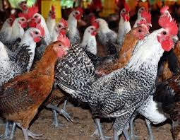 Baik itu untuk konsumsi sendiri jika anda adalah salah satu orang yang ingin ternak ayam kampung, maka ketahui dulu cara ternak. 4 Langkah Sukses Beternak Ayam Kampung Pak Tani Digital