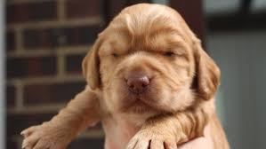 Once puppies are able to hear, they begin to mimic the sounds they hear from their mother. The First Eight Weeks Of A Hearing Dog Puppy S Life