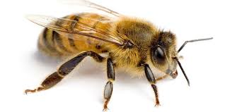 Expert recommended top 3 pest control companies in new york, ny. Nassau County Suffolk County Long Island Ny Exterminators Pest Control Ants Bed Bugs Bedbugs Roaches Rats Mice Termites Pest Control Exterminators Nassau Suffolk County Long Island Ny Exterminators Pest Control Ants Bed