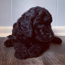 Standard poodle puppies are all beautiful. Mississippi Belle Poodle Pups Facebook