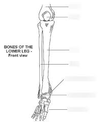 When you stand or walk, all the weight of your upper body rests on them. Bones Of Lower Leg Diagram Quizlet