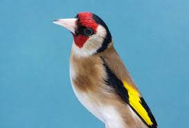 Birds In An Aquarium Artist Crossword Clue Jilguero Parva Macho In 2020