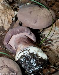 Image result for Sutorius eximius