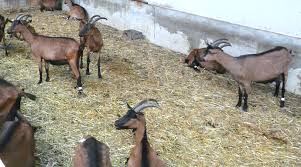 Ip addresses, server locations, dns resource records, ip and domain whois. Sillon 38 Le Journal Du Monde Rural 38 Isere Archive Pac