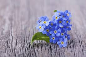 Dimana cerita ini bermula ketika pada suatu ketika pasangan suami istri yang sedang menyusuri sungai menemui. Penjelasan Rinci Tentang Forget Me Not Flower Bunga Bunga Forget Me Not Yang Halus Di Foto Deskripsi Singkat Forget Me Nots