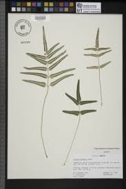 Image result for Pellaea angulosa