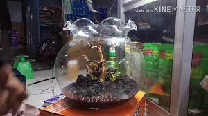 Tutorial Membuat Aquascape Tank Bulat 7lt Simpel Sederhana Youtube