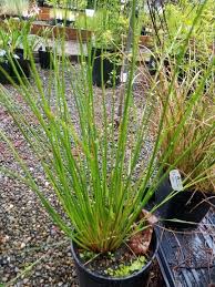 Image result for Juncus