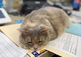 Besides offering high quality services, we strive to: Cat Clinic North Grand Rapids Veterinary Hospital