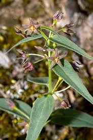 Image result for Vincetoxicum