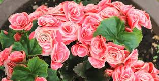 Elatior Begonia Archives Plantophiles