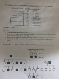 Solved Activity B Ear Lobes Free Earlobes Attached Earlo