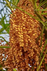 Young palm tree seeds are green but near maturity develop their native fruit color. Hd Wallpaper Palm Tree Dates Landscape Palmas Fruit Palm Grove Food Wallpaper Flare